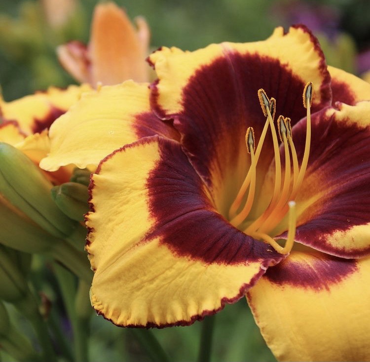 Botany Basics Guide: The Essential Knowledge You Need to Identify any Flowering Plant!