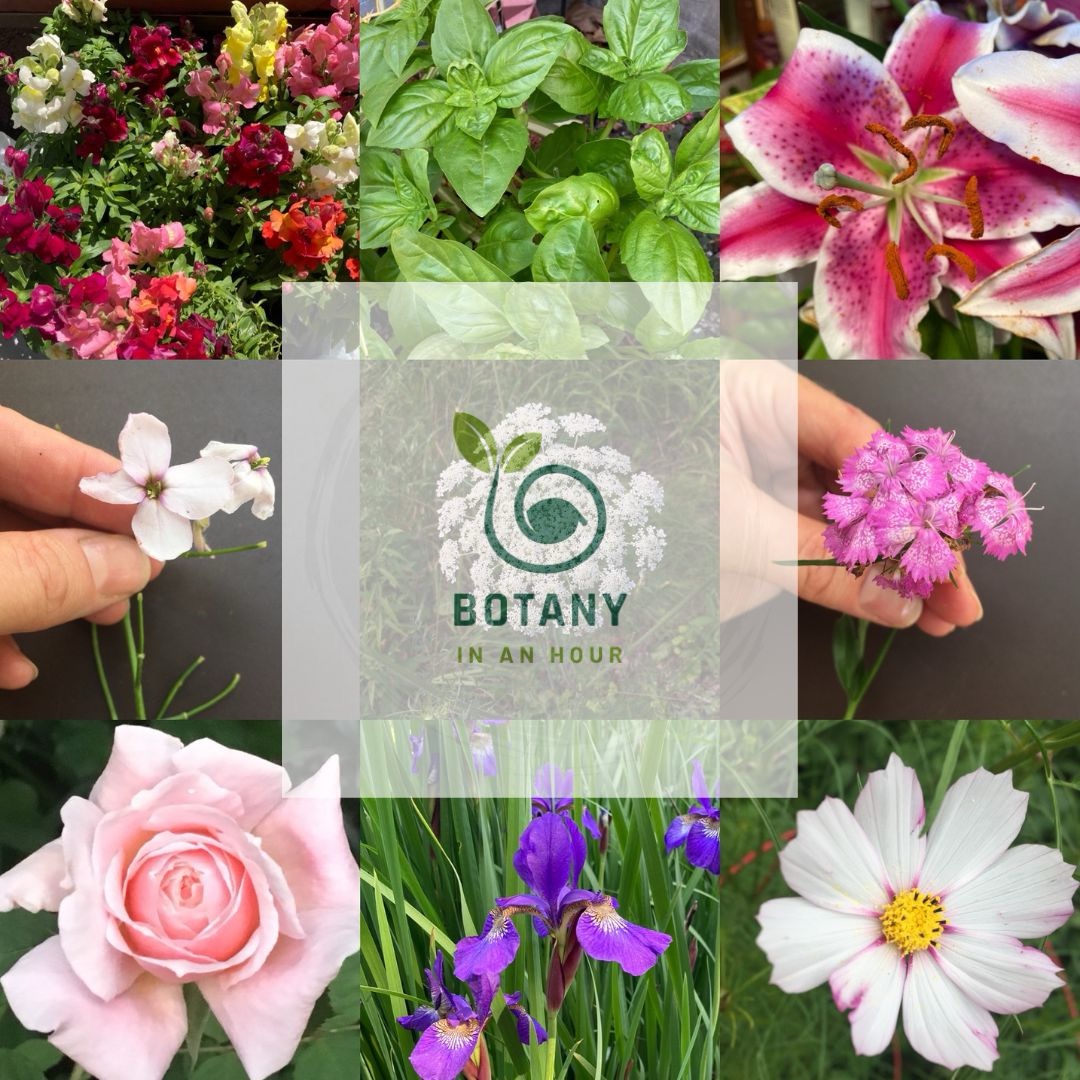 Are you smarter than a 5th Grader? Can you identify these plants?