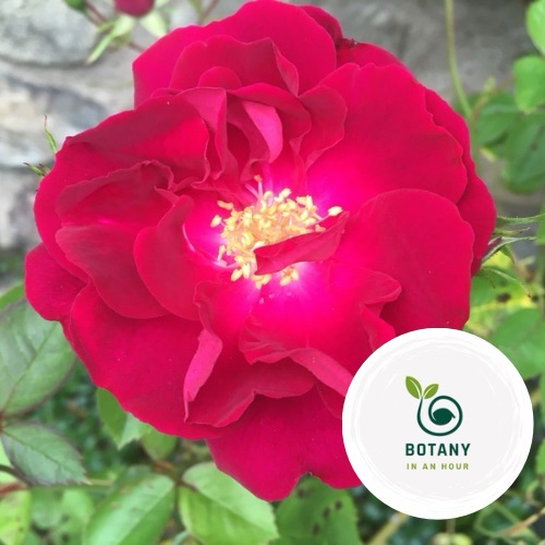 The One Thing You Can Do Today to Improve Your Plant Identification Skills