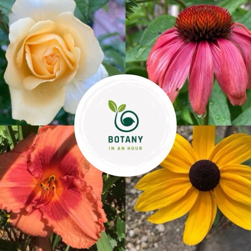 The 10 Questions You Need to Ask to Identify Any Plant