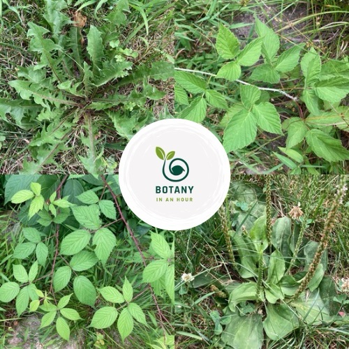 Edible plants for foraging