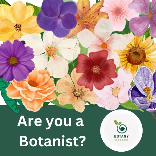 Are you a botanist? Flower collage