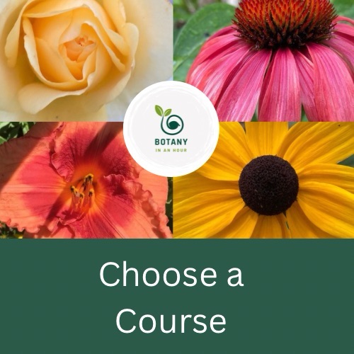 yellow rose, pink coneflower, orange lily, yellow black-eyed Susan