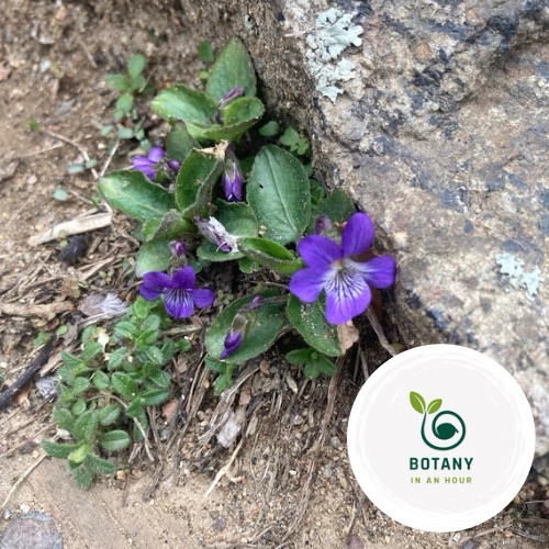 Infused Violet Oil – DIY, Homemade Herbal Oil