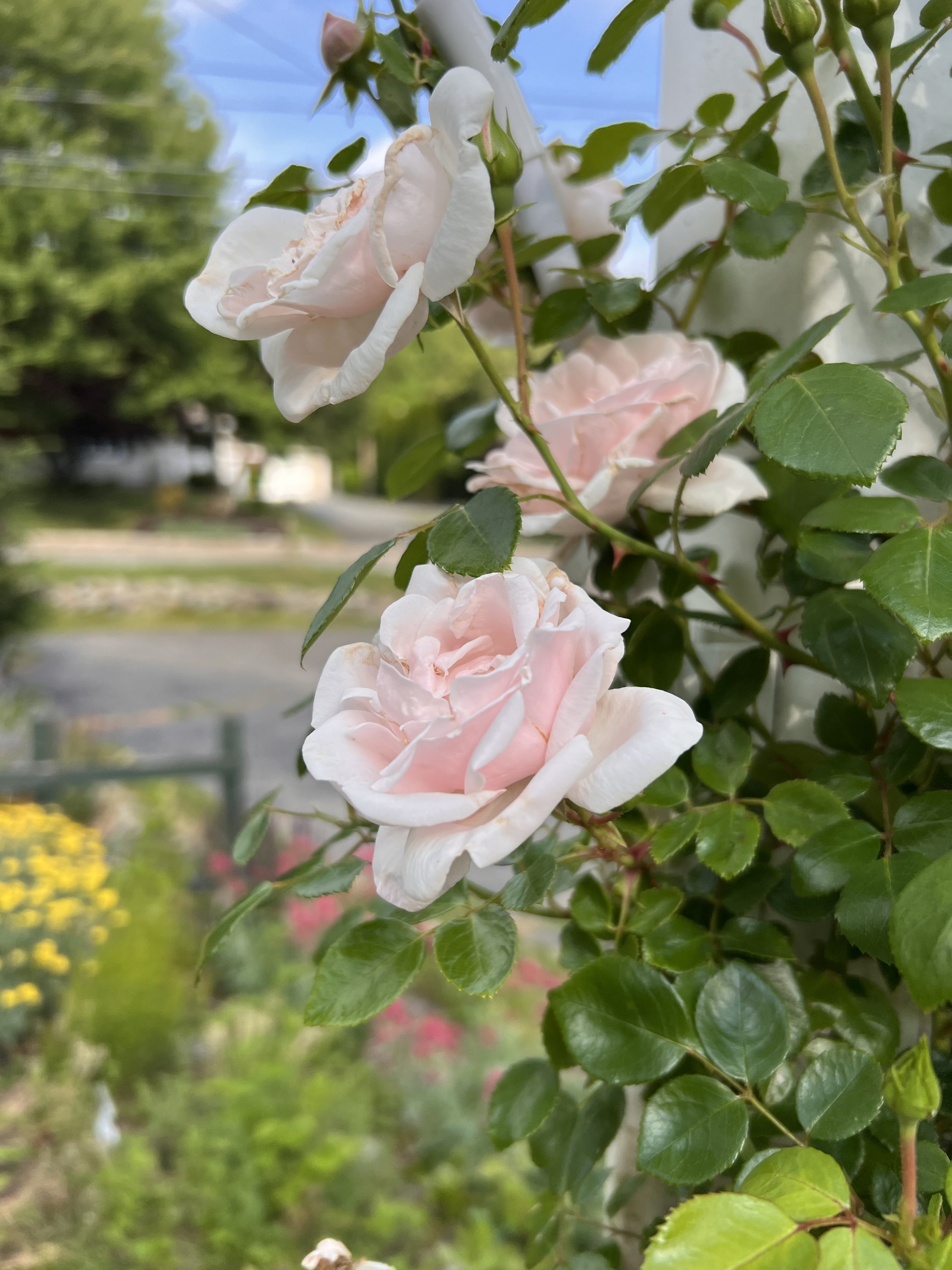 Light pink trailing rose.