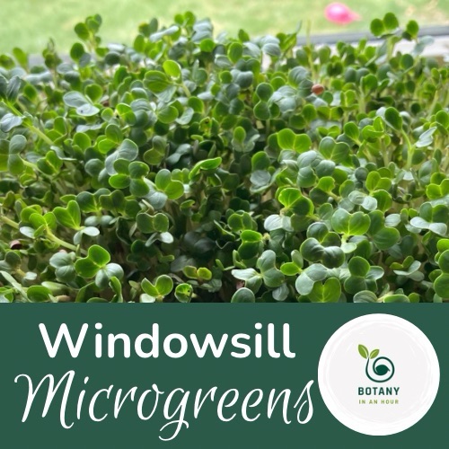 microgreens growing in a pie plate in a sunny windowsill